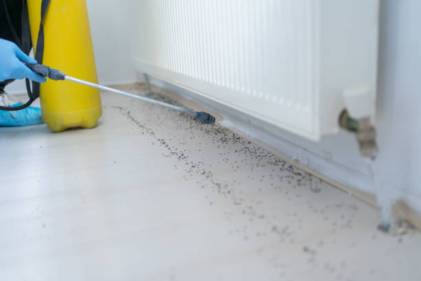 Best Spider Control Near Me  in University Heights, IA